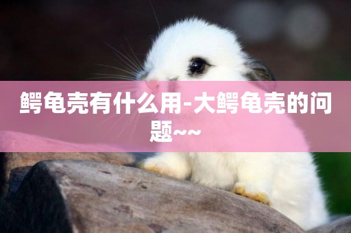鱷龜殼有什么用-大鱷龜殼的問題~~