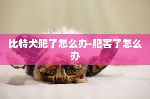 比特犬肥了怎么辦-肥害了怎么辦