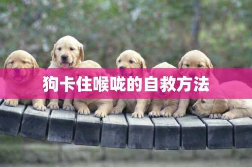 狗卡住喉嚨的自救方法