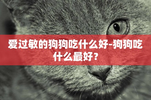 愛過敏的狗狗吃什么好-狗狗吃什么最好？