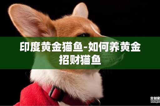 印度黃金貓魚-如何養黃金招財貓魚
