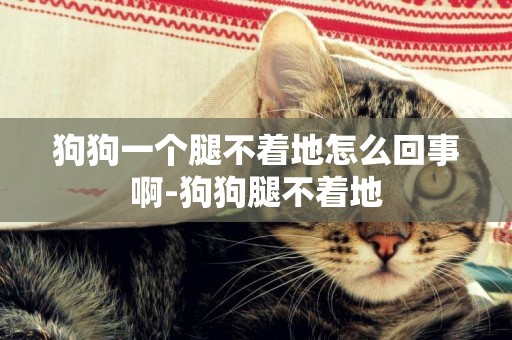 狗狗一個腿不著地怎么回事啊-狗狗腿不著地