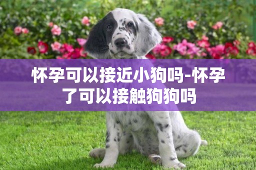 懷孕可以接近小狗嗎-懷孕了可以接觸狗狗嗎