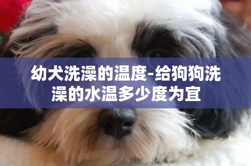 幼犬洗澡的溫度-給狗狗洗澡的水溫多少度為宜