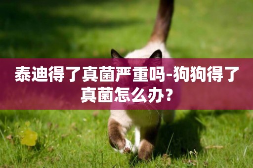 泰迪得了真菌嚴重嗎-狗狗得了真菌怎么辦？