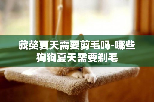 藏獒夏天需要剪毛嗎-哪些狗狗夏天需要剃毛