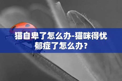 貓自卑了怎么辦-貓咪得憂郁癥了怎么辦？