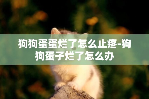 狗狗蛋蛋爛了怎么止疼-狗狗蛋子爛了怎么辦