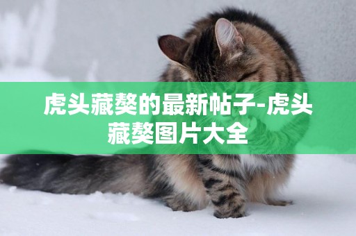 虎頭藏獒的最新帖子-虎頭藏獒圖片大全