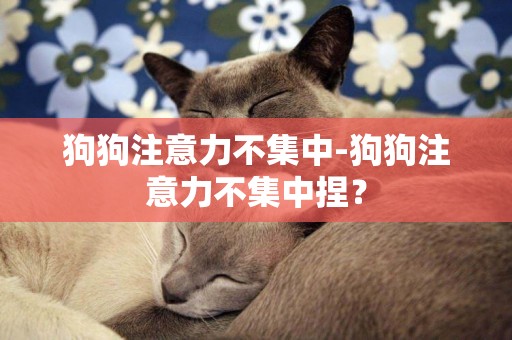 狗狗注意力不集中-狗狗注意力不集中捏？