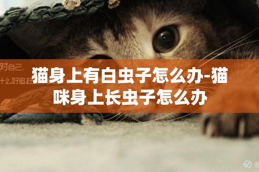 貓身上有白蟲子怎么辦-貓咪身上長蟲子怎么辦