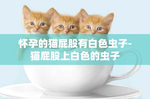 懷孕的貓屁股有白色蟲子-貓屁股上白色的蟲子