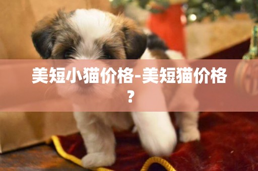 美短小貓價格-美短貓價格？