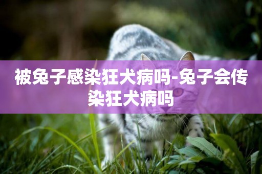 被兔子感染狂犬病嗎-兔子會傳染狂犬病嗎