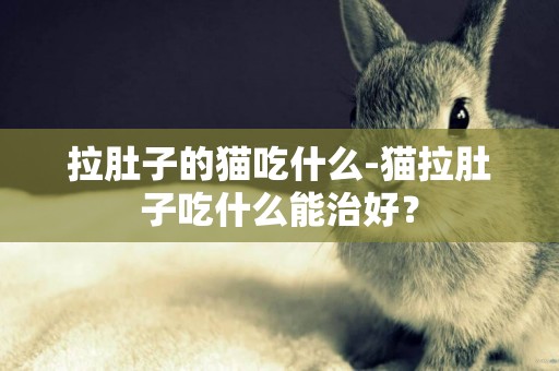拉肚子的貓吃什么-貓拉肚子吃什么能治好？