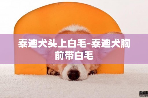 泰迪犬頭上白毛-泰迪犬胸前帶白毛