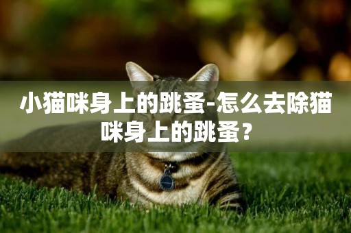 小貓咪身上的跳蚤-怎么去除貓咪身上的跳蚤？