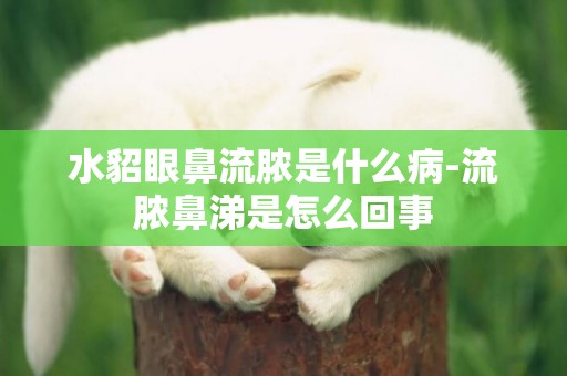 水貂眼鼻流膿是什么病-流膿鼻涕是怎么回事