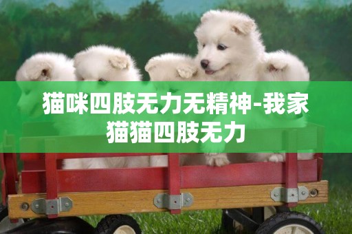 貓咪四肢無力無精神-我家貓貓四肢無力