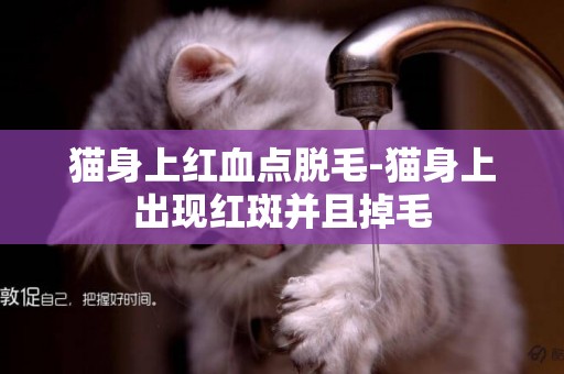 貓身上紅血點脫毛-貓身上出現紅斑并且掉毛