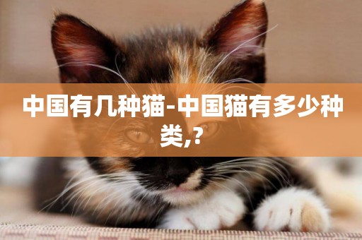 中國有幾種貓-中國貓有多少種類,?
