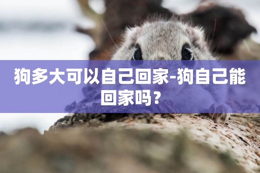 狗多大可以自己回家-狗自己能回家嗎？