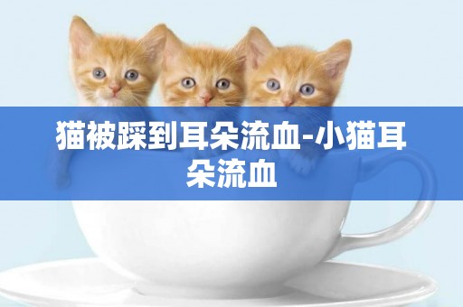 貓被踩到耳朵流血-小貓耳朵流血