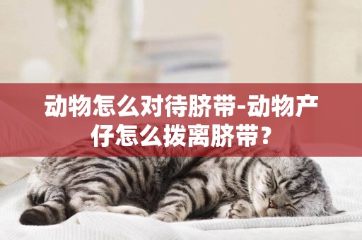 動物怎么對待臍帶-動物產仔怎么撥離臍帶？