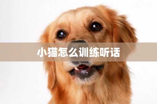 小貓怎么訓練聽話