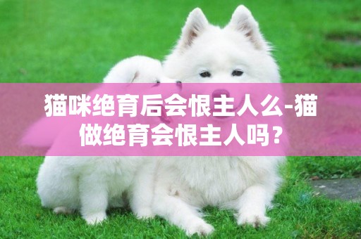 貓咪絕育后會恨主人么-貓做絕育會恨主人嗎？