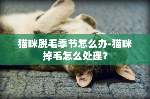 貓咪脫毛季節怎么辦-貓咪掉毛怎么處理？