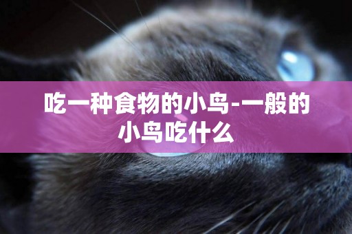 吃一種食物的小鳥-一般的小鳥吃什么