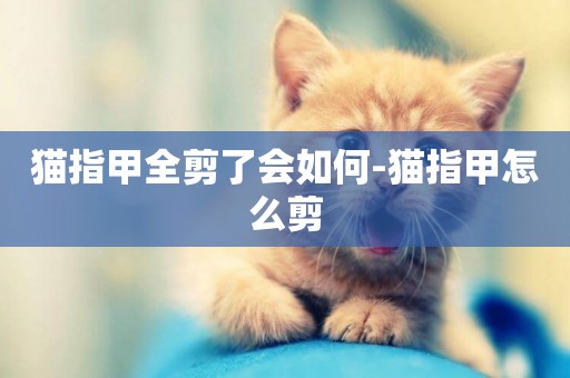 貓指甲全剪了會如何-貓指甲怎么剪
