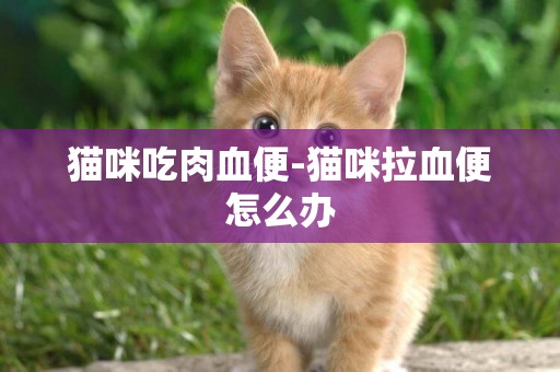 貓咪吃肉血便-貓咪拉血便怎么辦