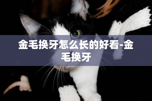 金毛換牙怎么長的好看-金毛換牙