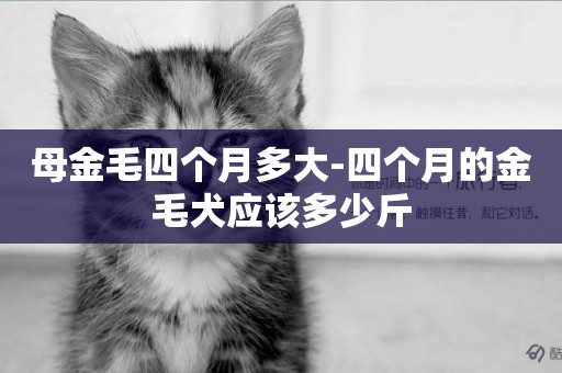 母金毛四個月多大-四個月的金毛犬應該多少斤
