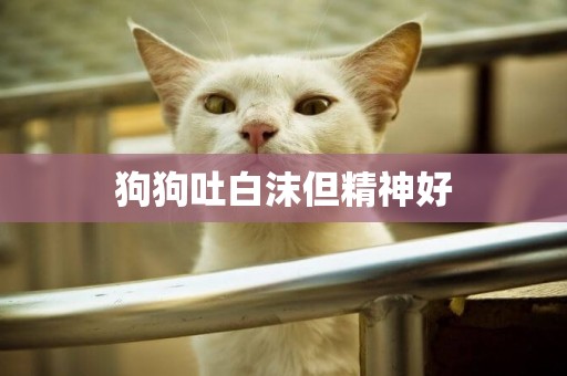 狗狗吐白沫但精神好