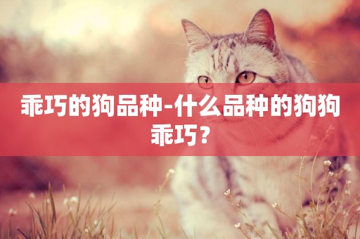 乖巧的狗品種-什么品種的狗狗乖巧？