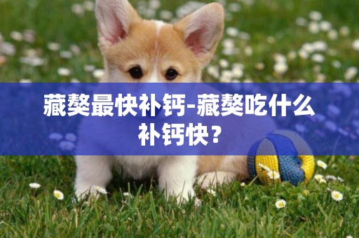 藏獒最快補鈣-藏獒吃什么補鈣快？