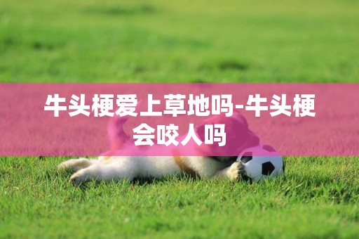 牛頭梗愛上草地嗎-牛頭梗會咬人嗎