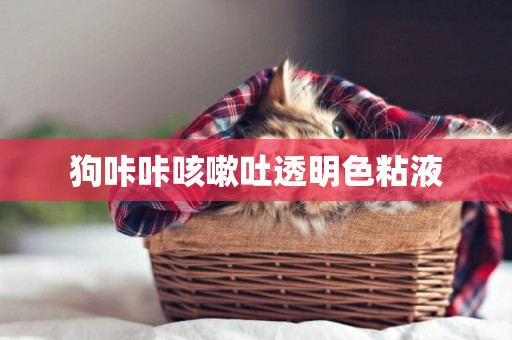 狗咔咔咳嗽吐透明色粘液