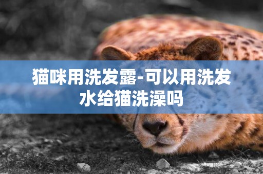 貓咪用洗發露-可以用洗發水給貓洗澡嗎