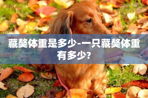 藏獒體重是多少-一只藏獒體重有多少?