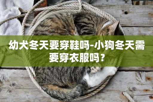 幼犬冬天要穿鞋嗎-小狗冬天需要穿衣服嗎？