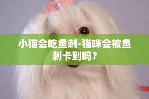 小貓會吃魚刺-貓咪會被魚刺卡到嗎？