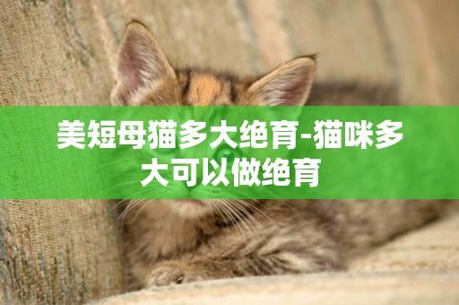 美短母貓多大絕育-貓咪多大可以做絕育