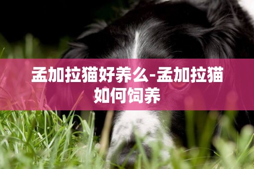 孟加拉貓好養么-孟加拉貓如何飼養
