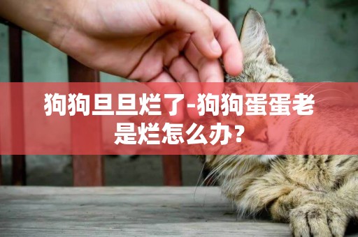 狗狗旦旦爛了-狗狗蛋蛋老是爛怎么辦？