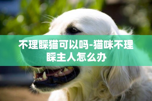不理睬貓可以嗎-貓咪不理睬主人怎么辦