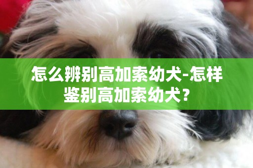 怎么辨別高加索幼犬-怎樣鑒別高加索幼犬？